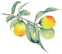 A Lemon Branch 01 Limoncello