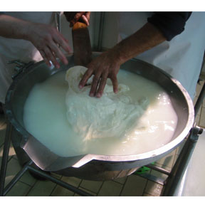 cb curd testing 02 Mozzarella Torte   Cheese Maker in Sicily